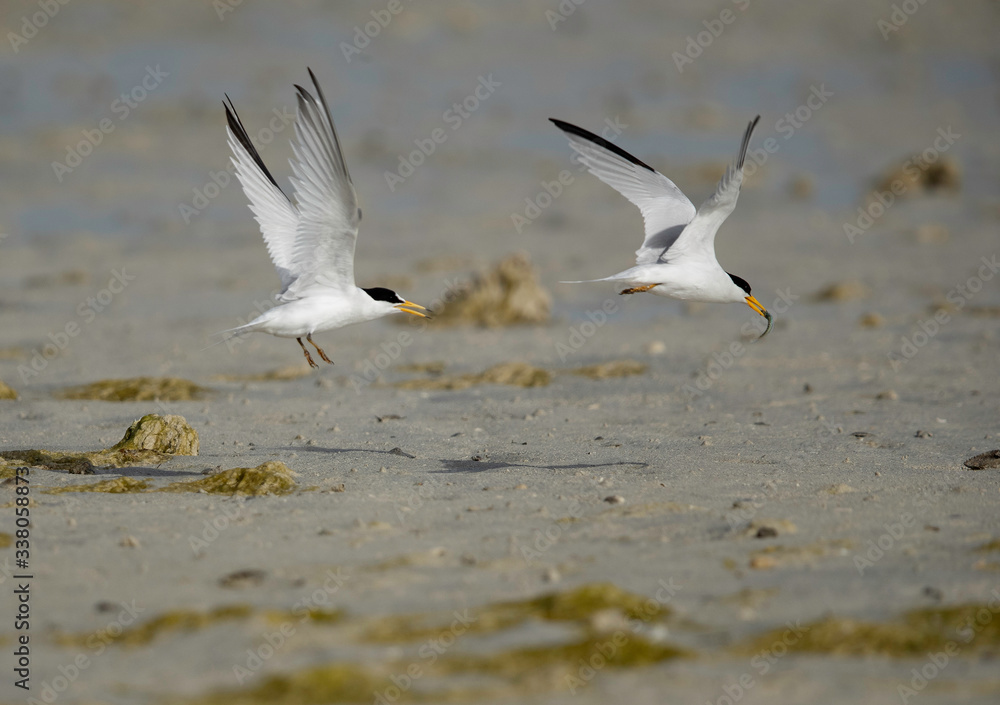 Fototapeta premium A female Saunders tern chasing away a male with fish at Busaiteen coast, Bahrain