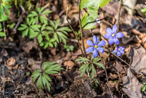 Macro Photograph of Small Purple Wildflowers in a Forest in Spring