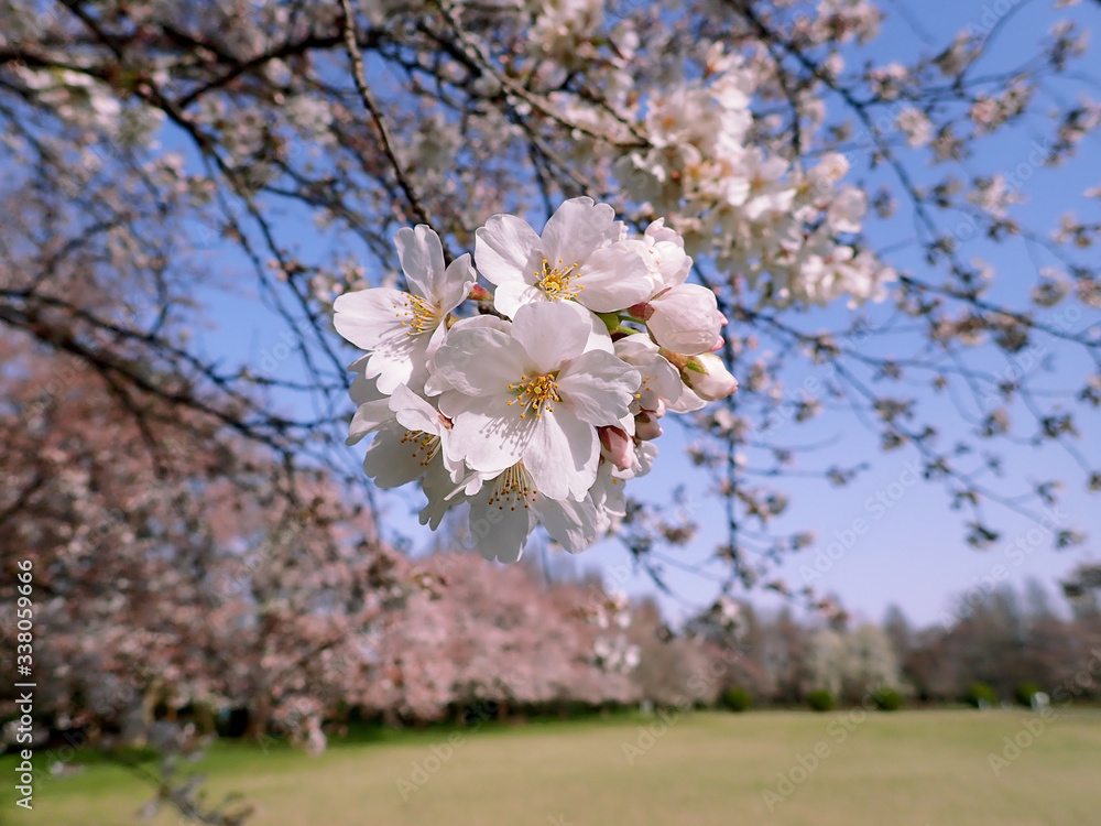 Fototapeta premium ソメンヨシノ 桜