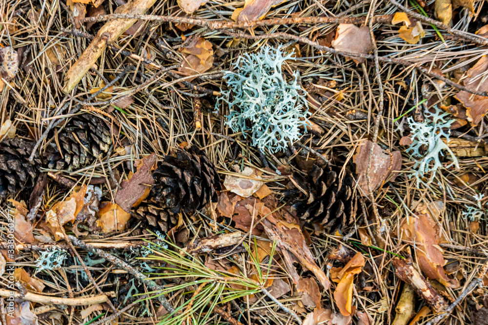floor of a pine forest in the mountains. Madrid. Spain