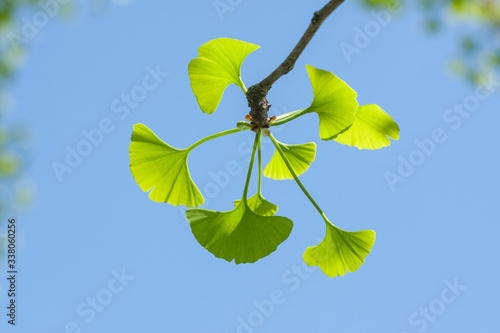 new ginkgo biloba leaves against the blue sky