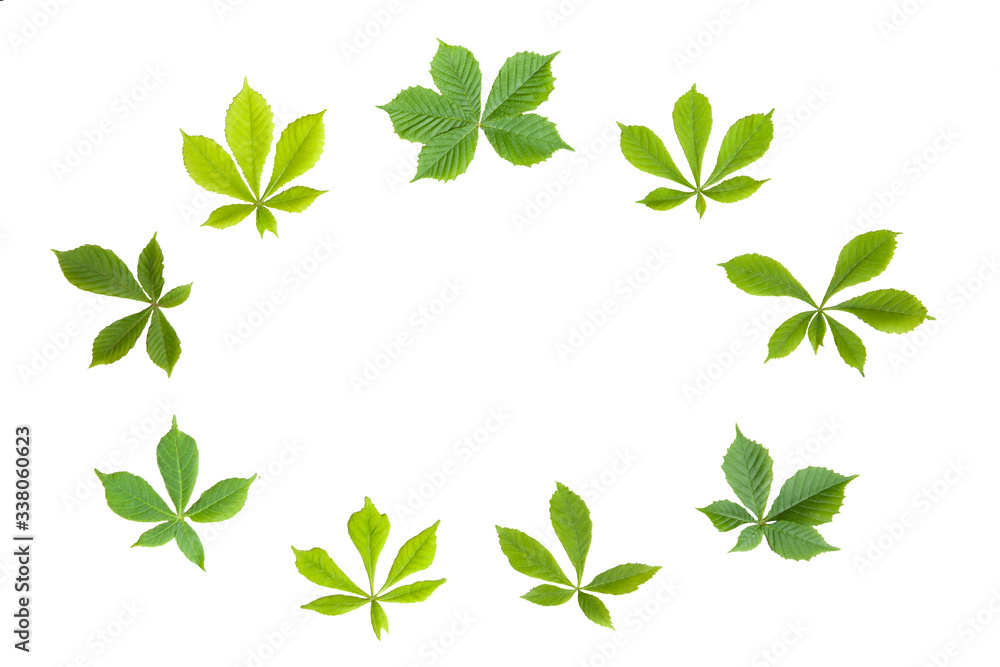 spring leaves of chestnut on white isolated background spring leaves of chestnut on white isolated background