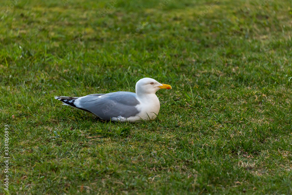Seagull Laying On the Green Grass