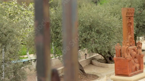 Old olive tree in The Garden of Gethsemane in Jerusalem. Christianity religious sacred place. Panning left and right.
