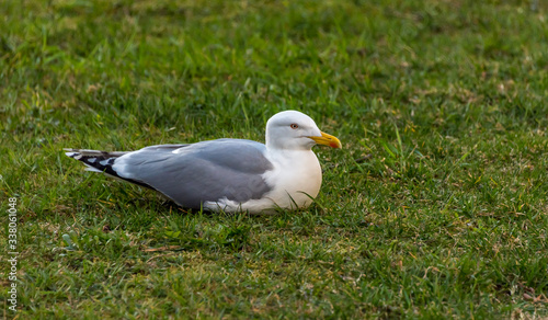 Seagull Laying On the Green Grass © JonShore