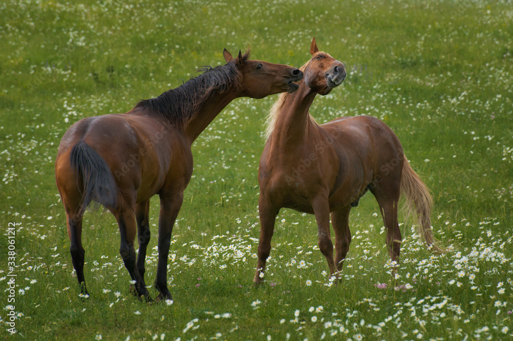 Fototapeta premium horse couple