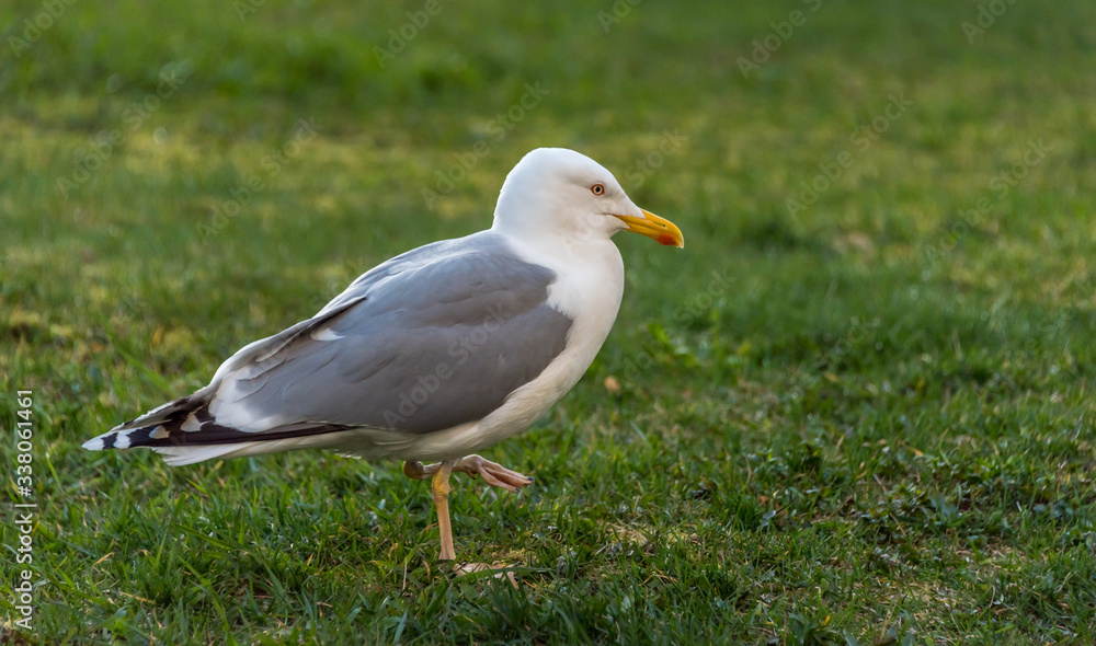 Seagull Walking On the Green Grass Seagull Walking On the Green Grass
