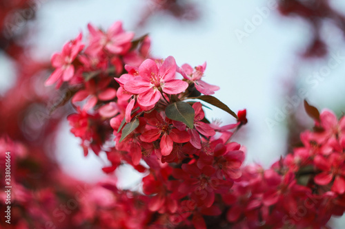 Branch of a blossoming яблони in the spring.