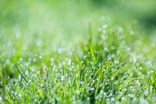 Blurred green background image with elements of round glowing bokeh. Nature background, green grass, dew, bokeh.