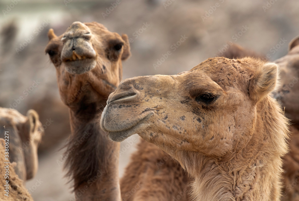 Obraz premium Portrait of Arabian camel, Bahrain
