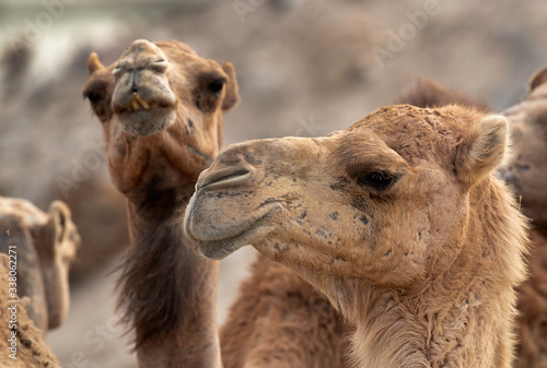 Portrait  of Arabian camel, Bahrain © Dr Ajay Kumar Singh