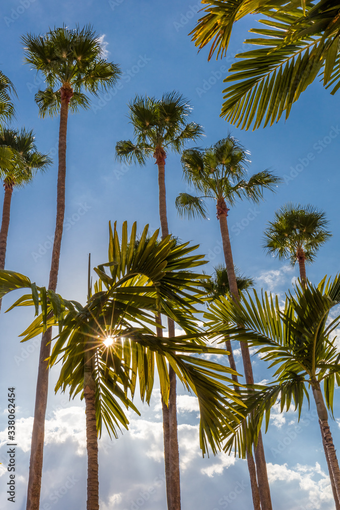Sun burst though palm trees against a blue sky along the Tampa Riverwalk in Tampa Florida in the United States