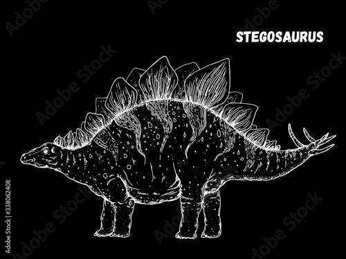 Stegosaurus dinosaur hand drawn sketch. Vector illustration. Herbivorous dinosaur. © vidimages