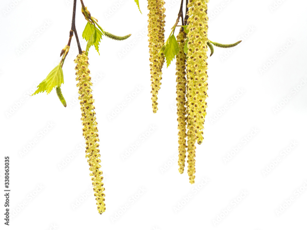 Birch branch. Silver birch catkin isolated on a white background Birch branch. Silver birch catkin isolated on a white background