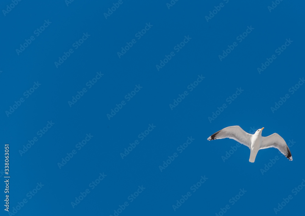 Obraz premium Seagull Flying in a Clear Blue Sky