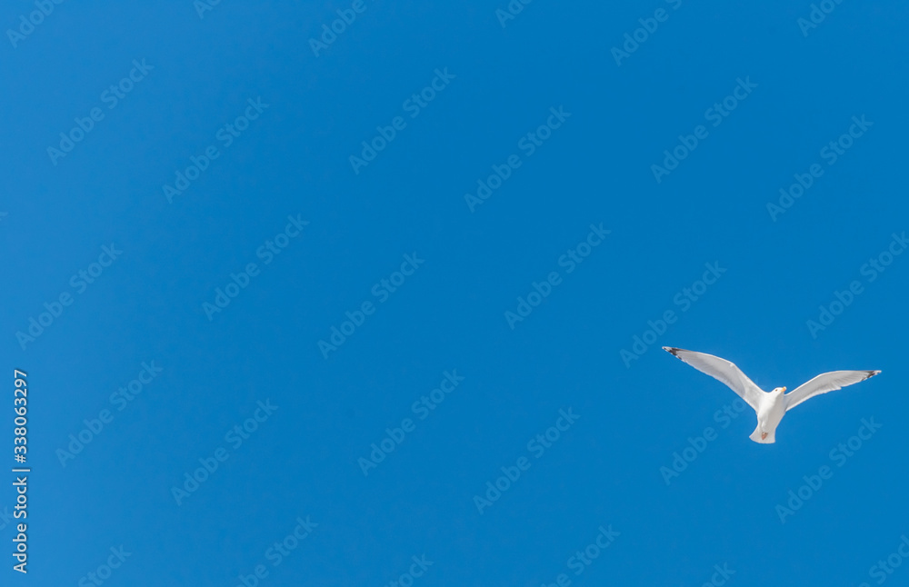 Obraz premium Seagull Flying in a Clear Blue Sky
