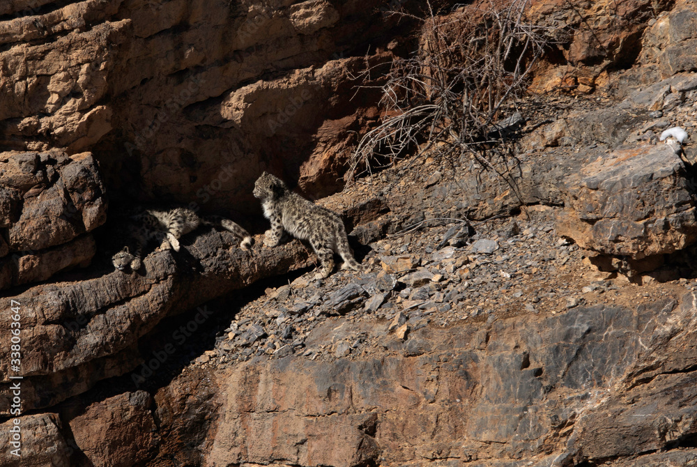 Snow leoprad Cubs on the cliff near Kibber village, Spiti valley of Himachal Pradesh, India