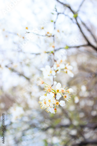 spring blooming of delicate flowers on a branch of a fruit tree  beautiful background