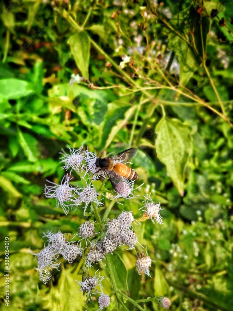 beetle on a flower