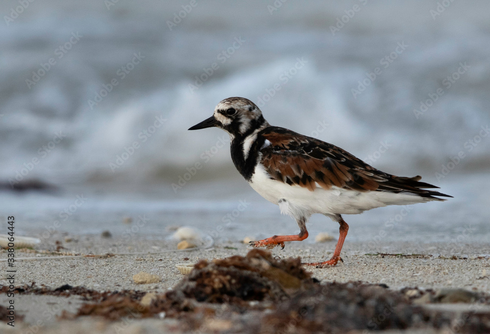 Ruddy Turnstone at Busaiteen coast, Bahrain Ruddy Turnstone at Busaiteen coast, Bahrain