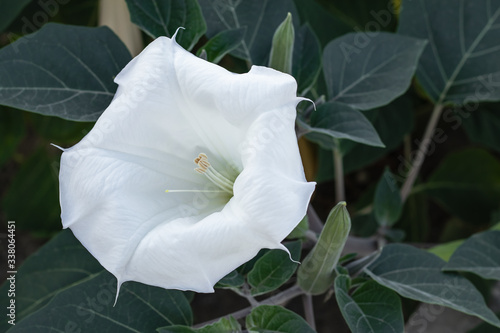 Foto Datura innoxia - white flower from United States, Central and South America