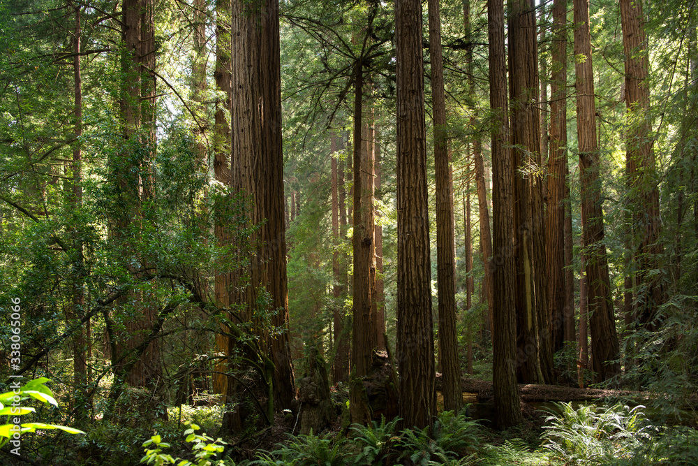 forest in the morning, Muir Woods forest in the morning, Muir Woods
