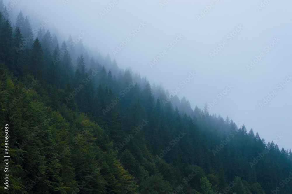 forest in the mountains in a haze against the sky forest in the mountains in a haze against the sky