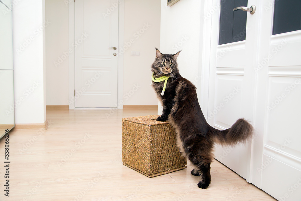 Portrait of a Maine Coon cat in an apartment with a wicker box.Horizontally.