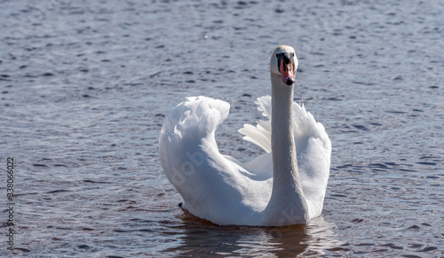 Swan on Quiet and Peaceful Lake photo