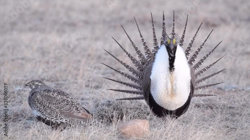A Male Greater sage-grouse Courtship Display with Inflated Gular Sacs and Female Hen (with sound)
