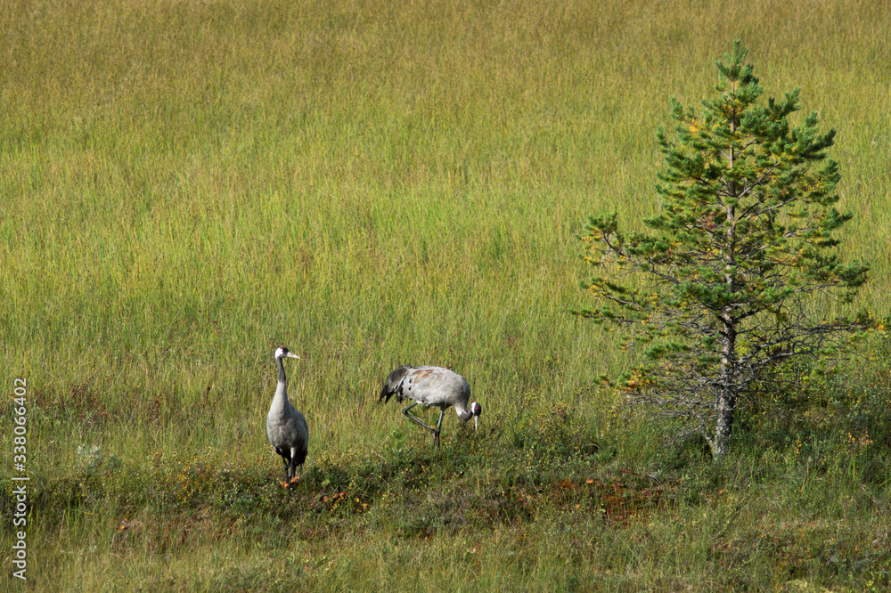 wildlife such as bird and dear in sweden in warm light wildlife such as bird and dear in sweden in warm light