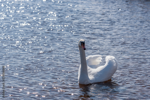 Swan on Quiet and Peaceful Lake photo