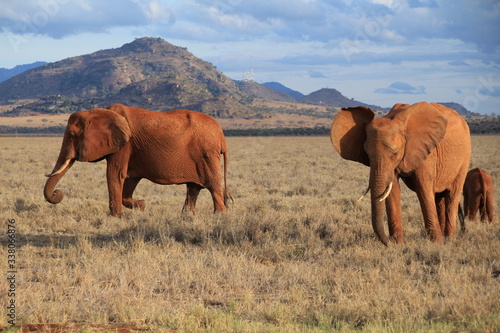 Park Narodowy Tsavo East w Kenii słonie  © Magdalena