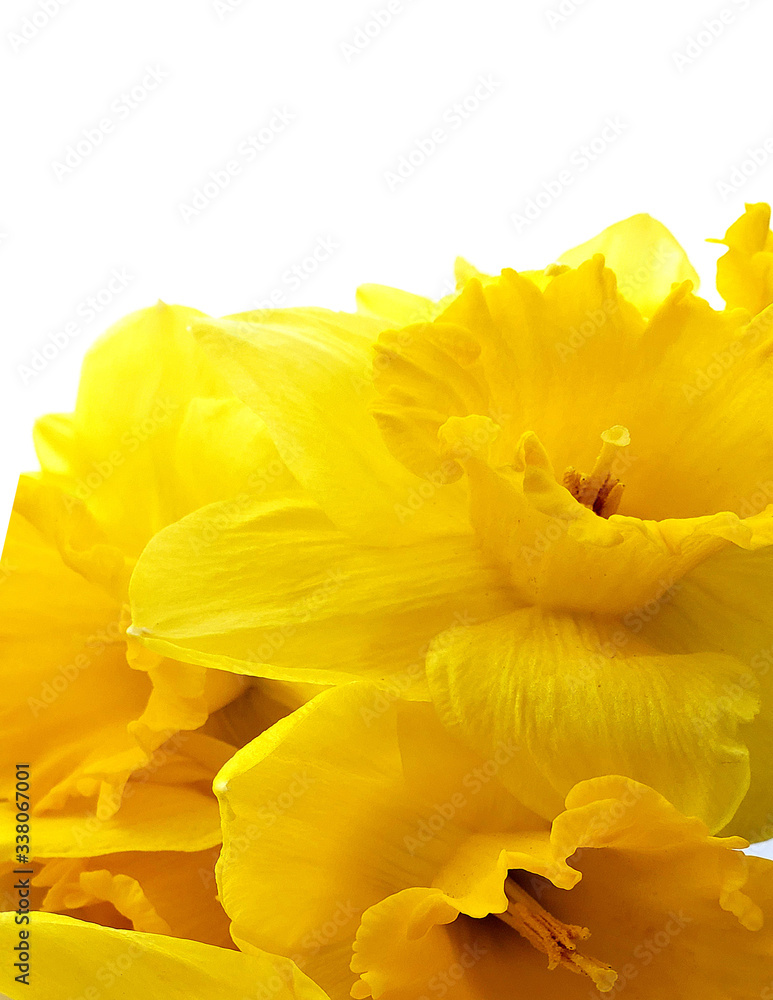 Macro photo of bouqut of yellow daffodil isated on white background.