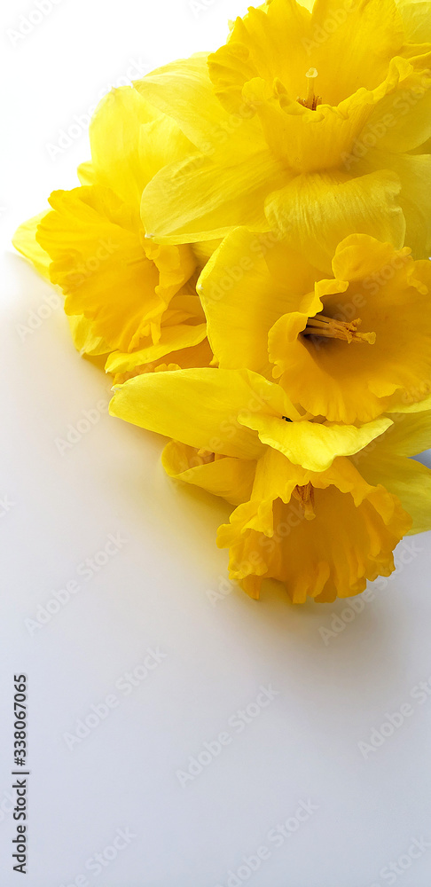 Macro photo of bouqut of yellow daffodil isated on white background. Macro photo of bouqut of yellow daffodil isated on white background.