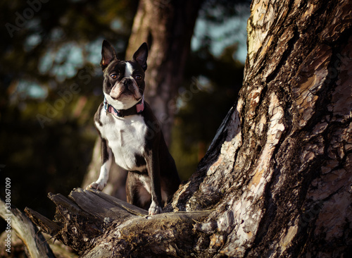 pies  boston terrier