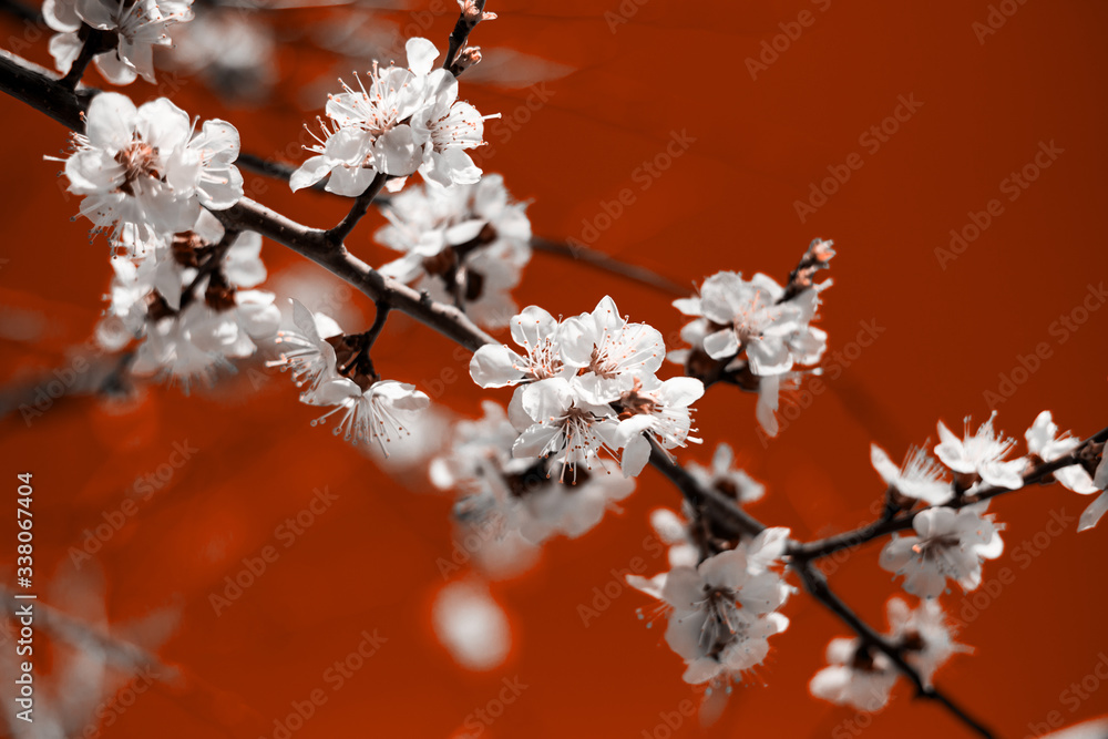 Bunches of white cherry blossoms with bright lush lava background. Bunches of white cherry blossoms with bright lush lava background.