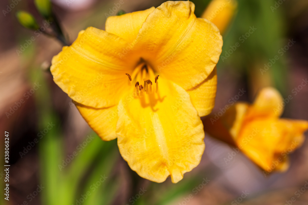 Close up of a yellow flower in the garden outdoors