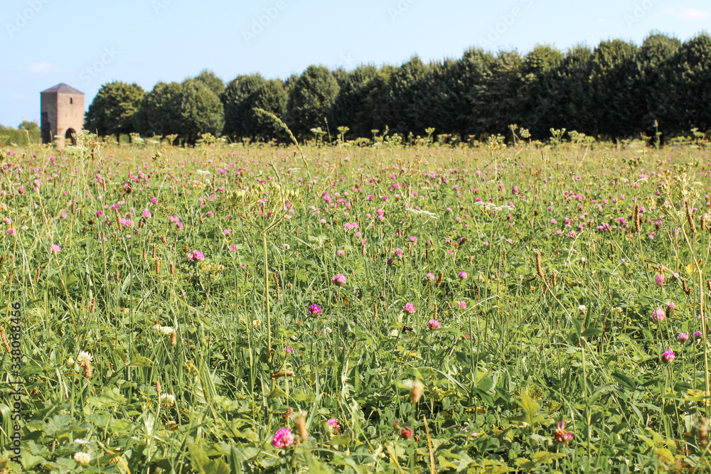 Obraz premium Clover Meadow in Xanten (in german Klee) Trifolium