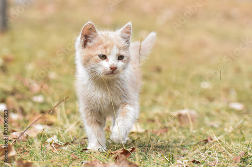 Adorable yellow kitten play outside. A little cute kitten playing in the yard