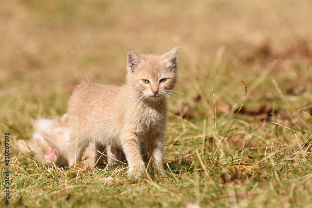 Adorable yellow kitten play outside. A little cute kitten playing in the yard Adorable yellow kitten play outside. A little cute kitten playing in the yard