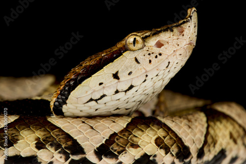 hundred-pace viper (Deinagkistrodon acutus) photo