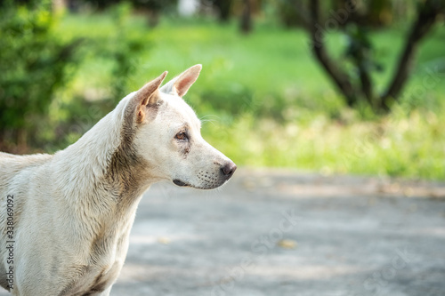 portrait white dog seeing 