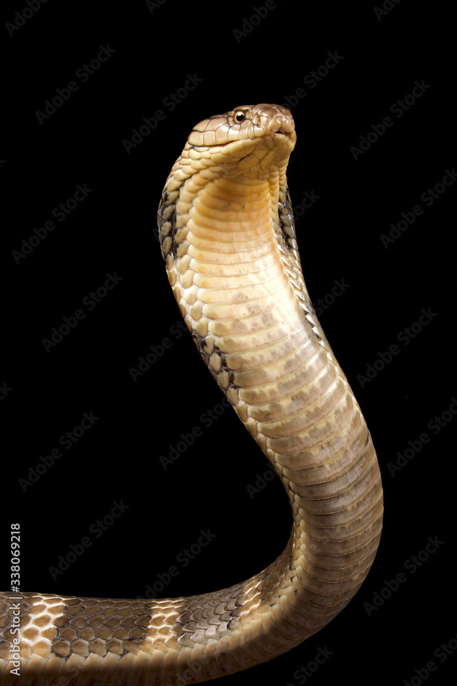 Fototapeta premium Hong Kong King Cobra (Ophiophagus hannah)