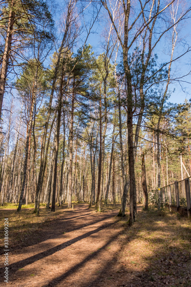 Obraz premium Spring Forest in Northern Europe with Bare Trees