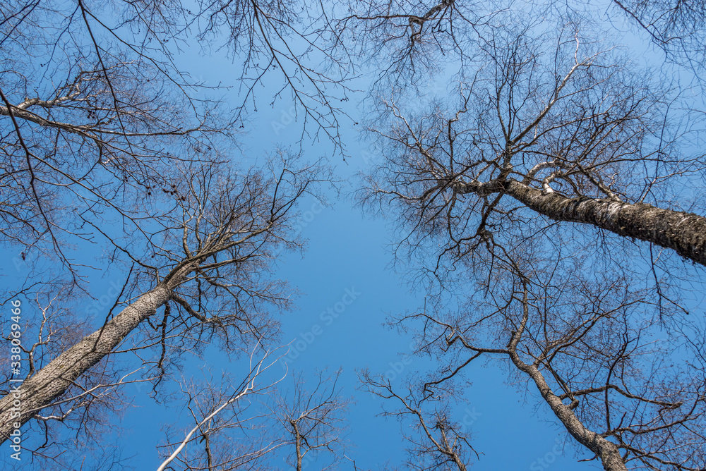 Looking up to the Sky through the Tall Trees Looking up to the Sky through the Tall Trees