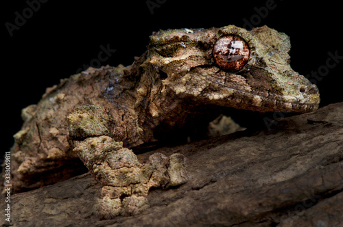 Corkbark leaf-tailed gecko (Uroplatus kleinmanni) photo