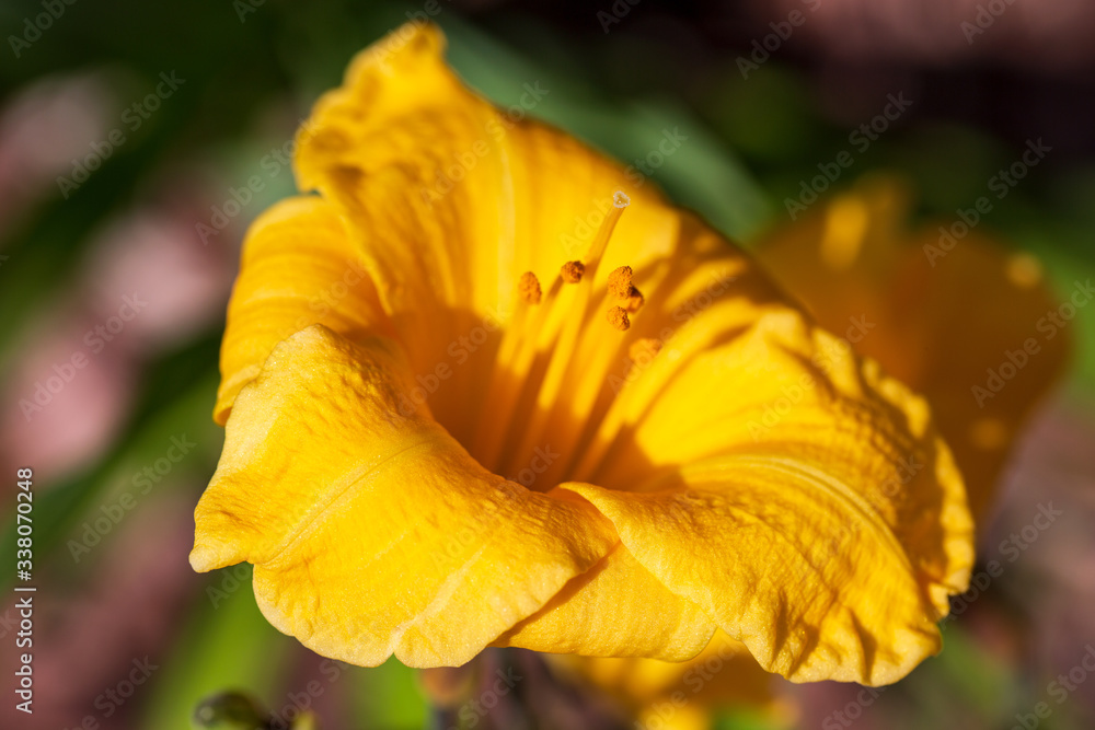 Close up of a yellow flower in the garden outdoors Close up of a yellow flower in the garden outdoors