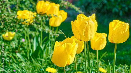 The yellow flowers with green background  Hellevoetsluis  The Netherlands 