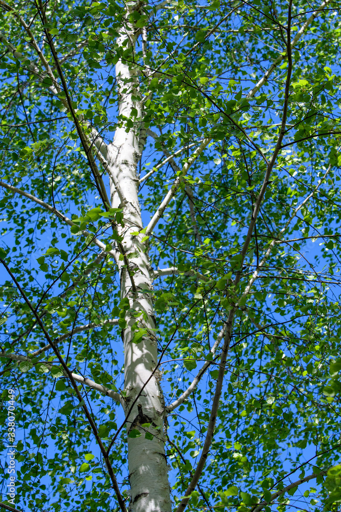 Obraz premium Spring. White birch trunks with tender green young foliage against a blue sky.